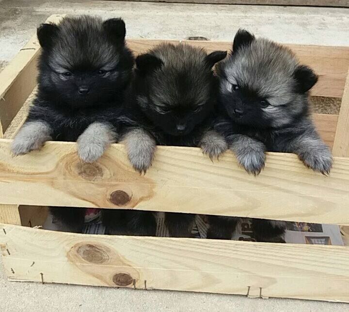 Des bébés gris loup sont nés !!